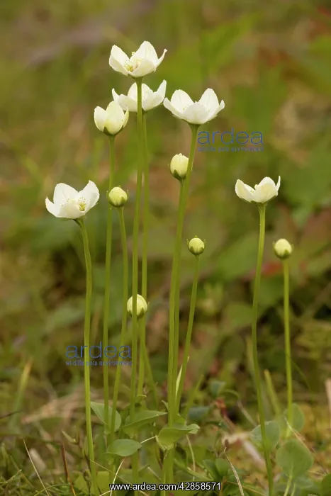 : Grass of Parnassus in flower : Grass of Parnassus in flower