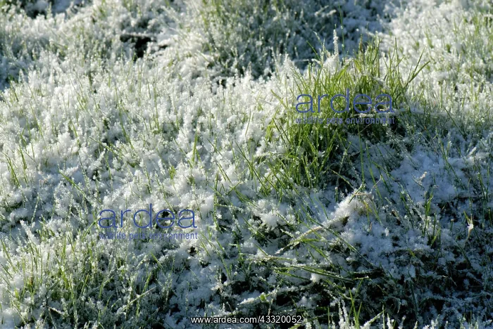 : Grass pasture : Grass pasture
