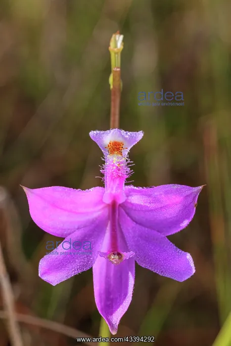 : A grass-pink orchid : A grass-pink orchid