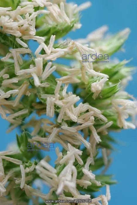 : Grass pollen - 2.5x magnification at 16mm x 24mm : Grass pollen - 2.5x magnification at 16mm x 24mm
