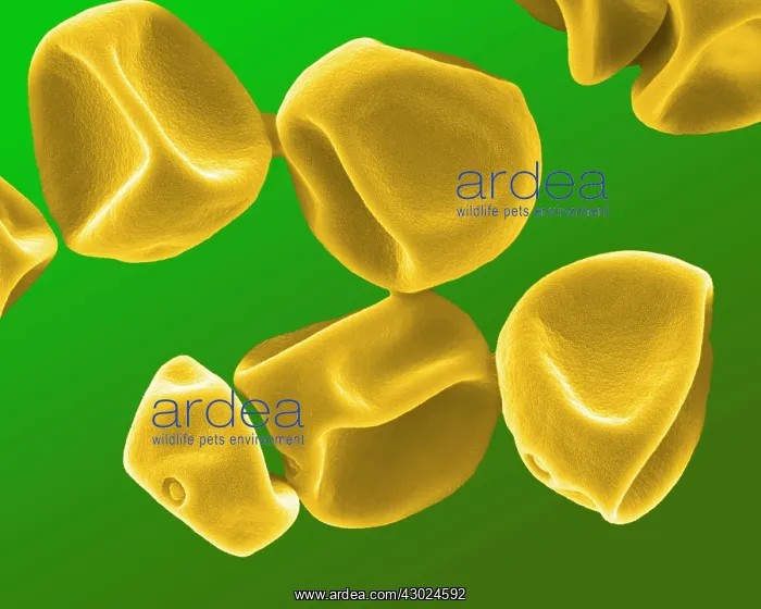 : Grass Pollen : Grass Pollen