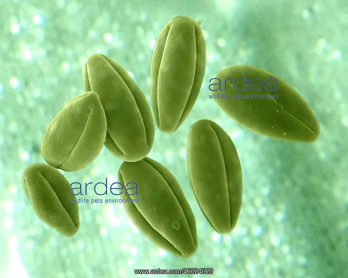 : Grass Pollen : Grass Pollen