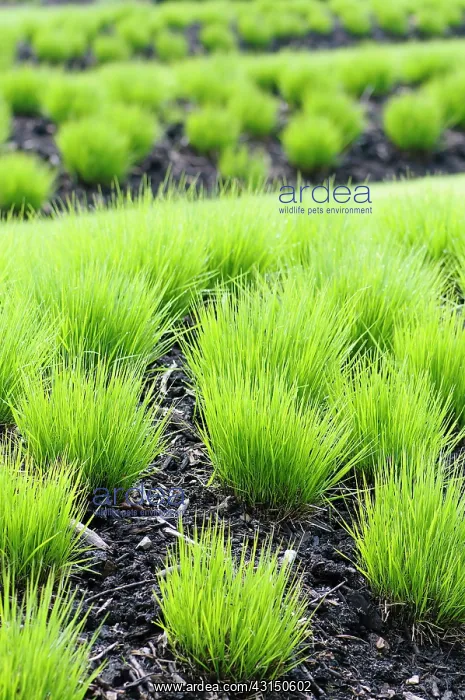  : Grass, Purple Moor Grass, Molinia caerulea Heidebraut, Tuf