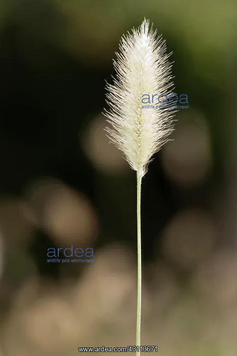 : Grass, Red buttons fountain grass, Pennisetum Thunbergii : Grass, Red buttons fountain grass, Pennisetum Thunbergii