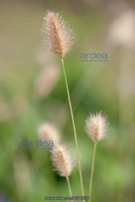 : Grass, Red buttons fountain grass, Pennisetum Thunbergii : Grass, Red buttons fountain grass, Pennisetum Thunbergii