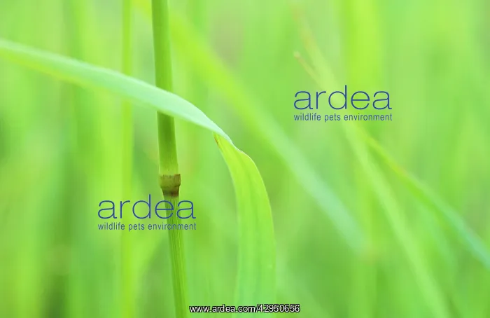 : Grass, Red fescue grass, Festuca rubra : Grass, Red fescue grass, Festuca rubra