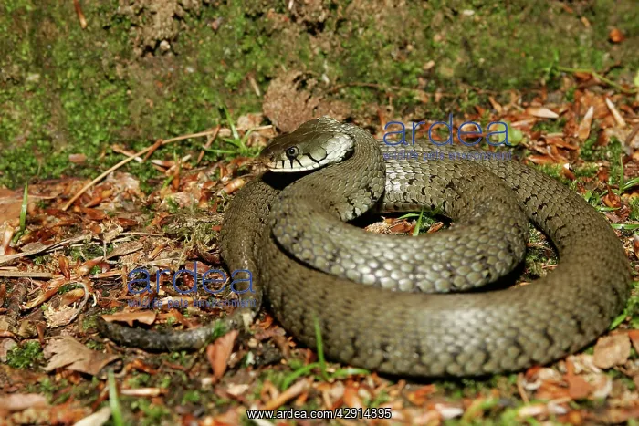 : Grass / Ringed snake : Grass / Ringed snake