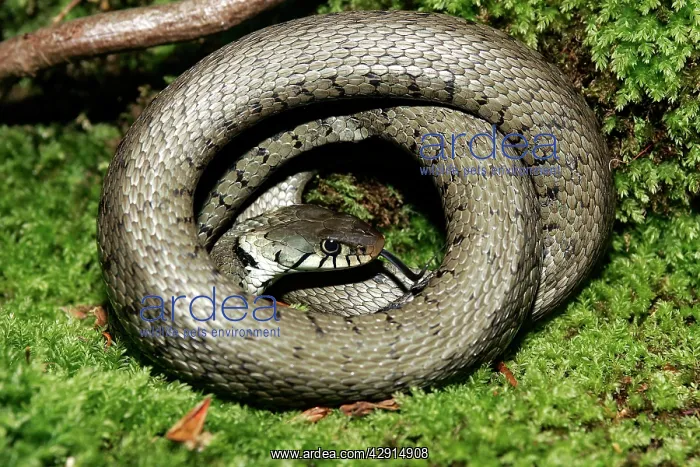 : Grass / Ringed snake : Grass / Ringed snake