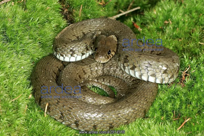 : Grass / Ringed snake : Grass / Ringed snake