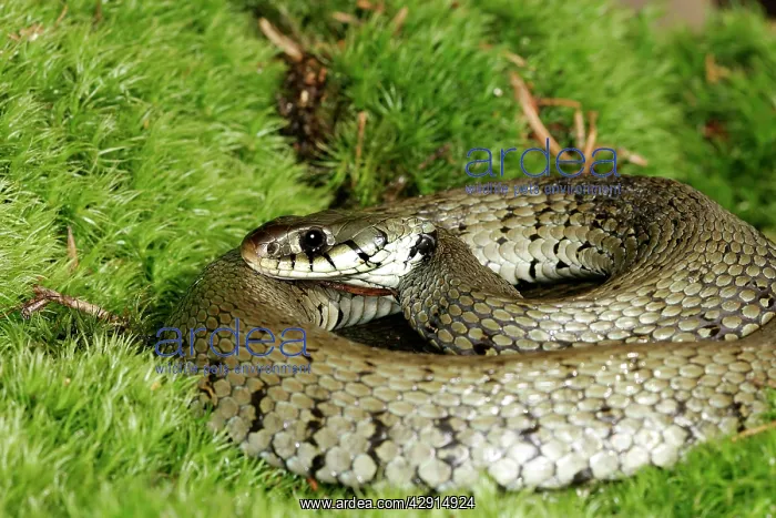 : Grass / Ringed snake : Grass / Ringed snake