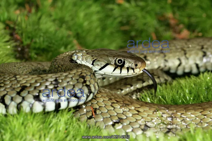 : Grass / Ringed snake : Grass / Ringed snake