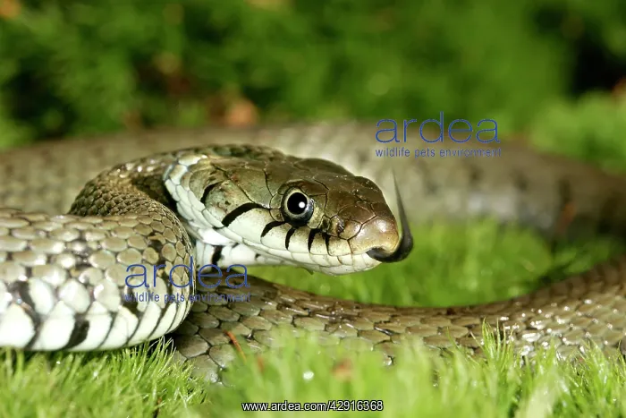 : Grass / Ringed snake : Grass / Ringed snake
