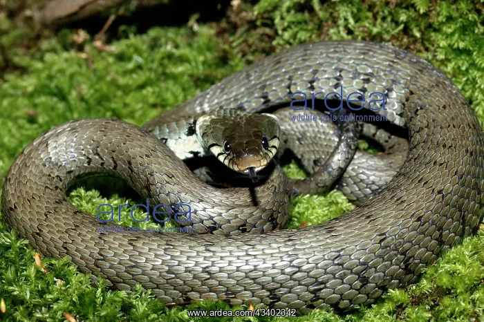 : Grass / Ringed snake : Grass / Ringed snake