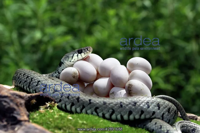 : Grass / Ringed Snake - coiled around eggs : Grass / Ringed Snake - coiled around eggs