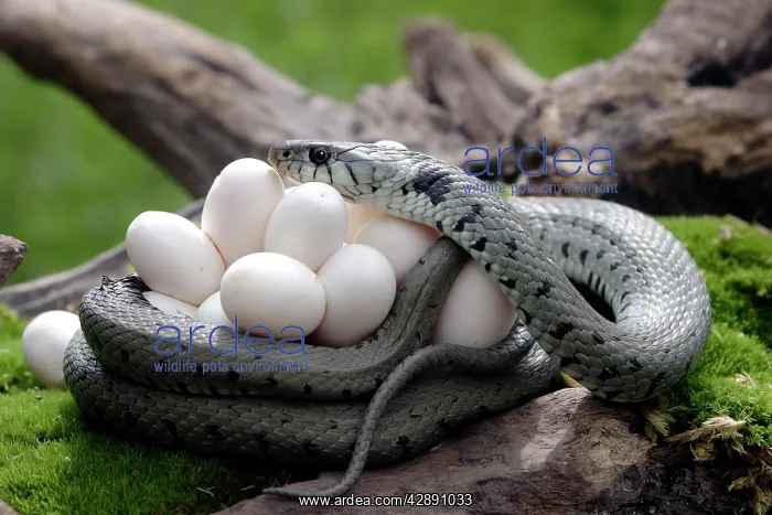 : Grass / Ringed Snake with eggs : Grass / Ringed Snake with eggs