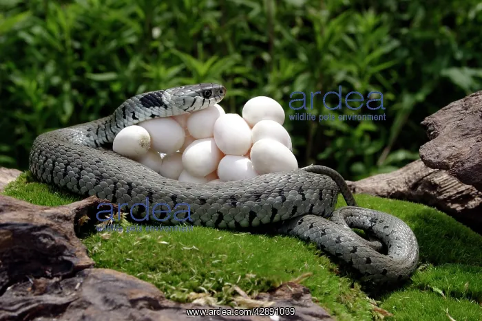 : Grass / Ringed Snake with eggs : Grass / Ringed Snake with eggs