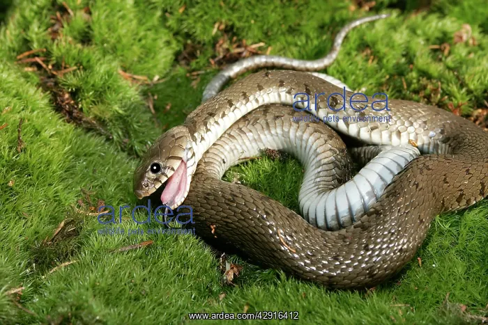 : Grass / Ringed snake - feigning death : Grass / Ringed snake - feigning death