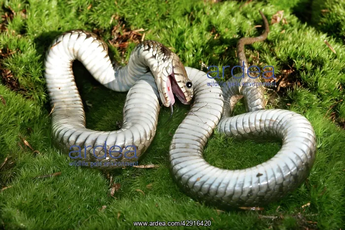 : Grass / Ringed snake - feigning death : Grass / Ringed snake - feigning death