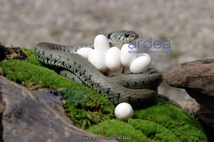  : Grass  /  Ringed Snake - at nest with eggs