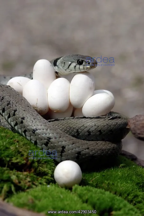 : Grass / Ringed Snake - at nest protecting eggs : Grass / Ringed Snake - at nest protecting eggs