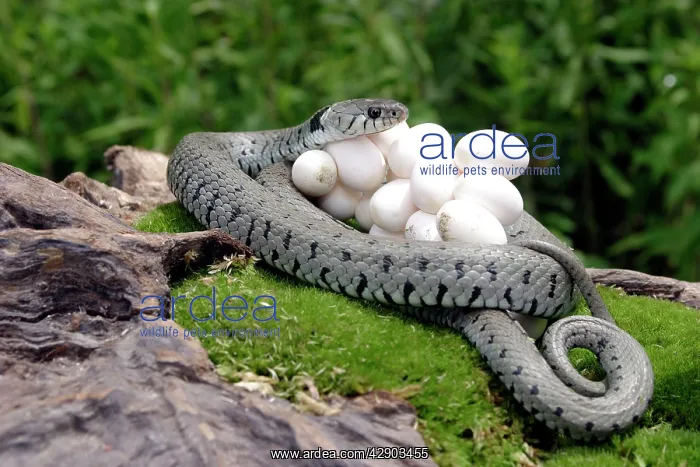 : Grass / Ringed Snake - at nest protecting eggs : Grass / Ringed Snake - at nest protecting eggs