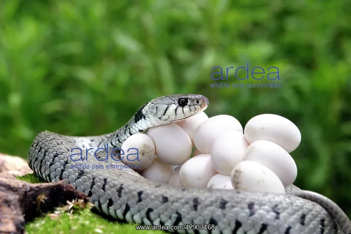 : Grass / Ringed Snake - protecting eggs : Grass / Ringed Snake - protecting eggs