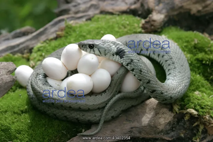 : Grass / Ringed Snake - protecting eggs : Grass / Ringed Snake - protecting eggs