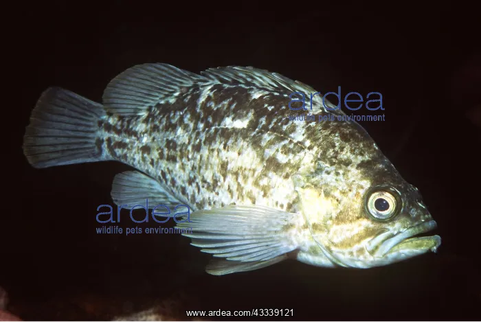 : GRASS ROCKFISH - WHOLE BODY : GRASS ROCKFISH - WHOLE BODY