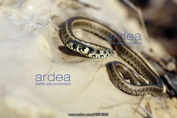 : Grass Snake : Grass Snake