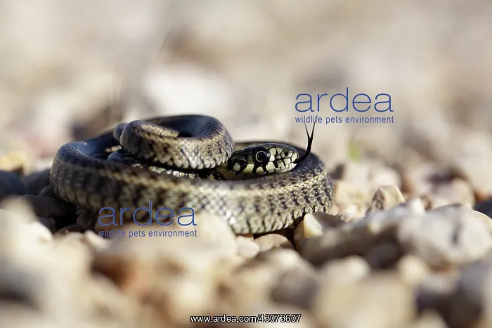 : Grass Snake : Grass Snake