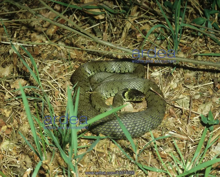 : Grass snake : Grass snake