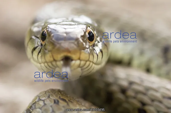 : Grass Snake : Grass Snake