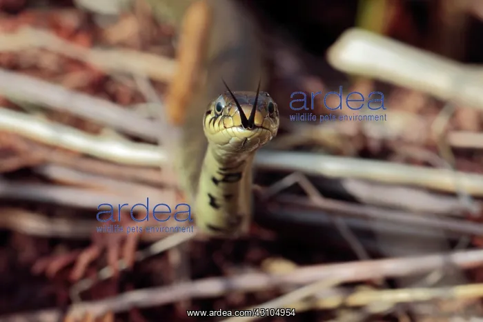  : Grass Snake