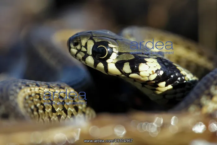 : Grass Snake : Grass Snake