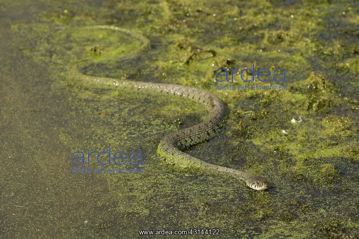  : Grass Snake