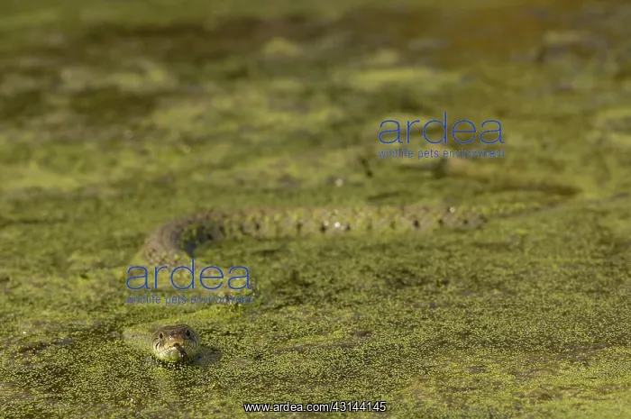 : Grass Snake : Grass Snake