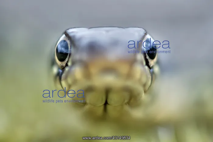 : Grass Snake : Grass Snake