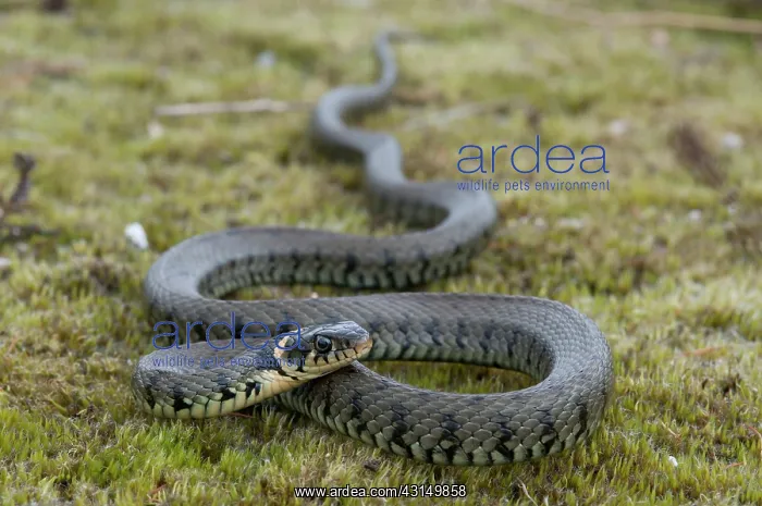  : Grass Snake