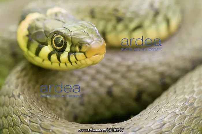 : Grass Snake : Grass Snake