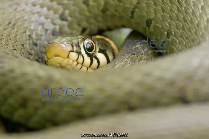  : Grass Snake
