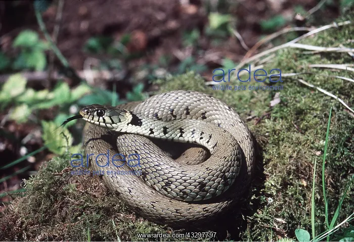 : GRASS SNAKE : GRASS SNAKE