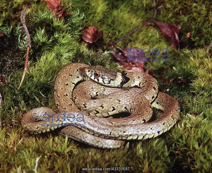 : GRASS SNAKE : GRASS SNAKE