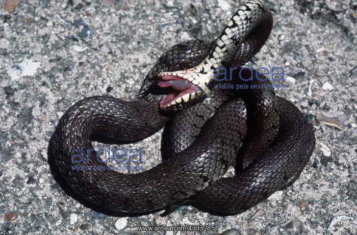 : GRASS SNAKE : GRASS SNAKE