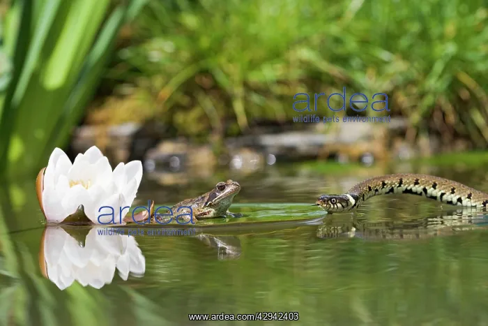 : Grass snake - approaches common frog resting on lily pad : Grass snake - approaches common frog resting on lily pad