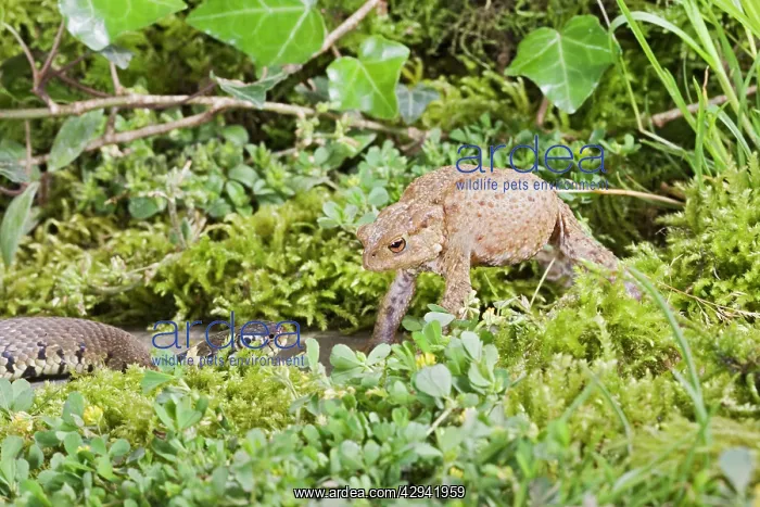 : Grass Snake - approaches toad which inflates as : Grass Snake - approaches toad which inflates as
