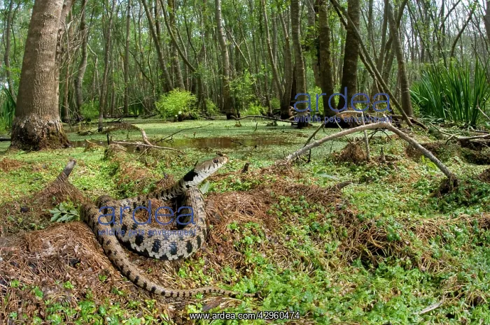 : Grass Snake - basking in a forest hydric : Grass Snake - basking in a forest hydric