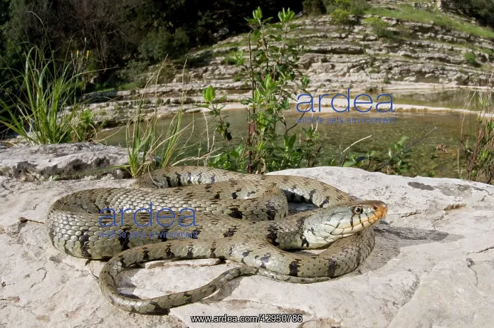 : Grass Snake - basking near a stream : Grass Snake - basking near a stream