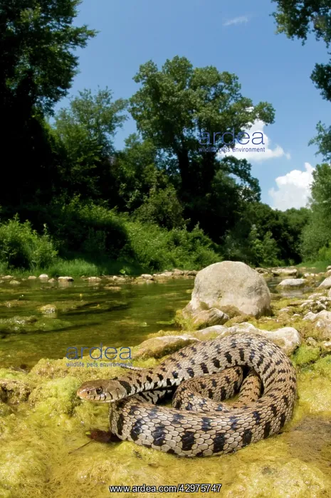 : Grass Snake - basking near a stream : Grass Snake - basking near a stream