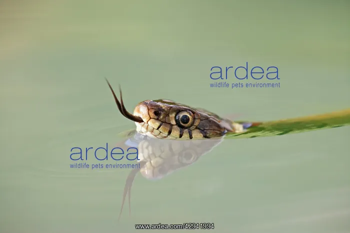 : Grass snake - close up swimming with head just above water : Grass snake - close up swimming with head just above water