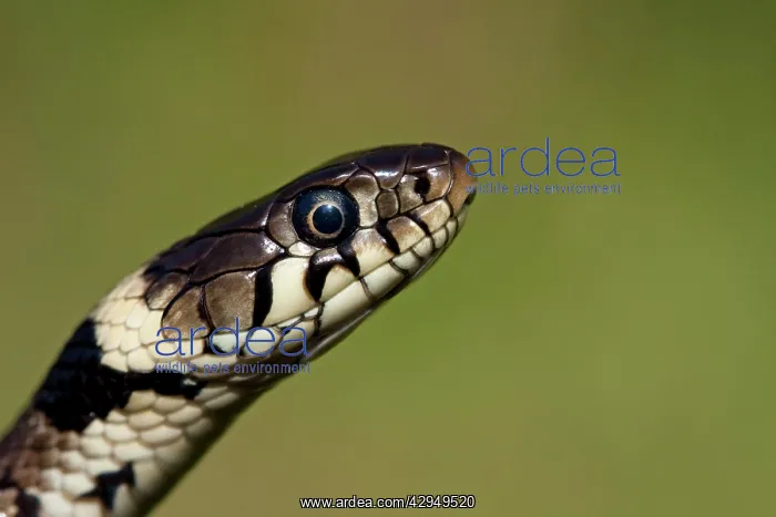 : Grass snake - Close-up of head : Grass snake - Close-up of head